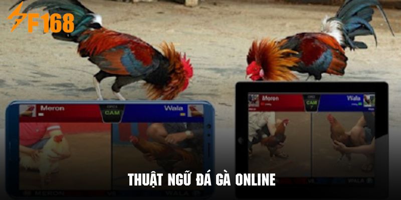 Những thuật ngữ đá gà trực tuyến phổ biến cần nắm rõ