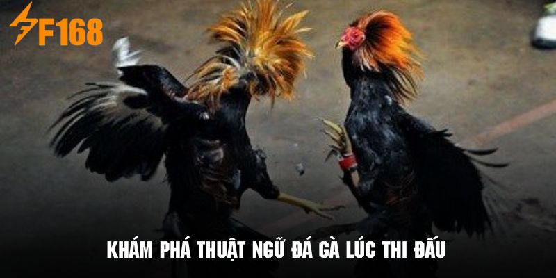 Khám phá những thuật ngữ cơ bản trong một trận đá gà 